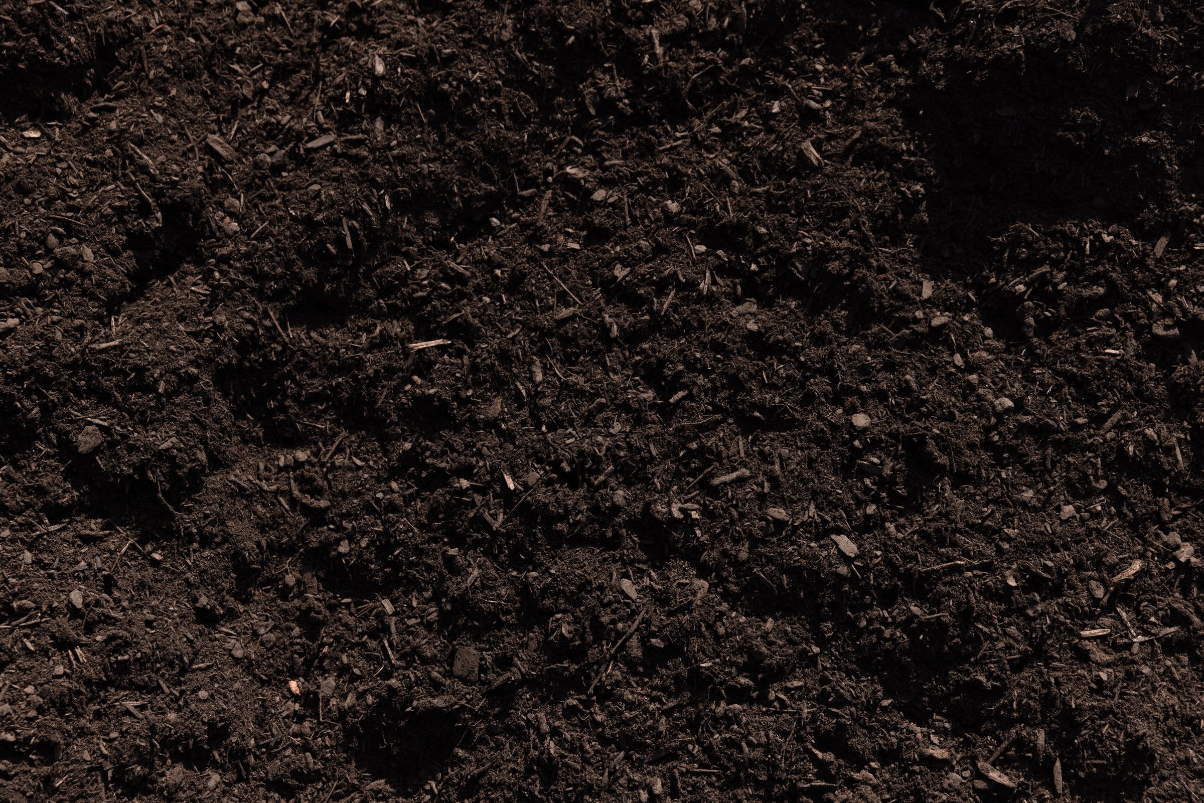 Black Dyed Fir — photo 6