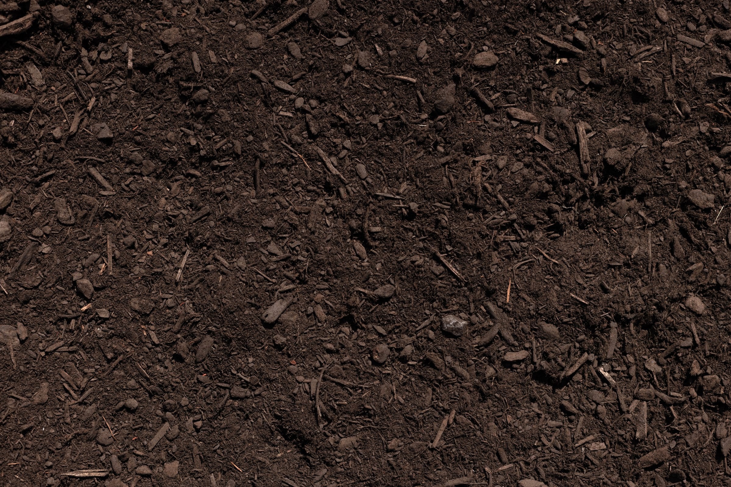 Black Dyed Fir — photo 5