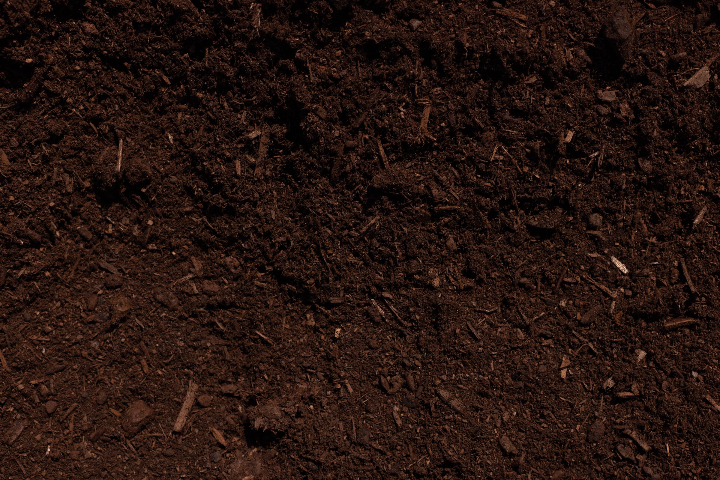 Hemlock — photo 5