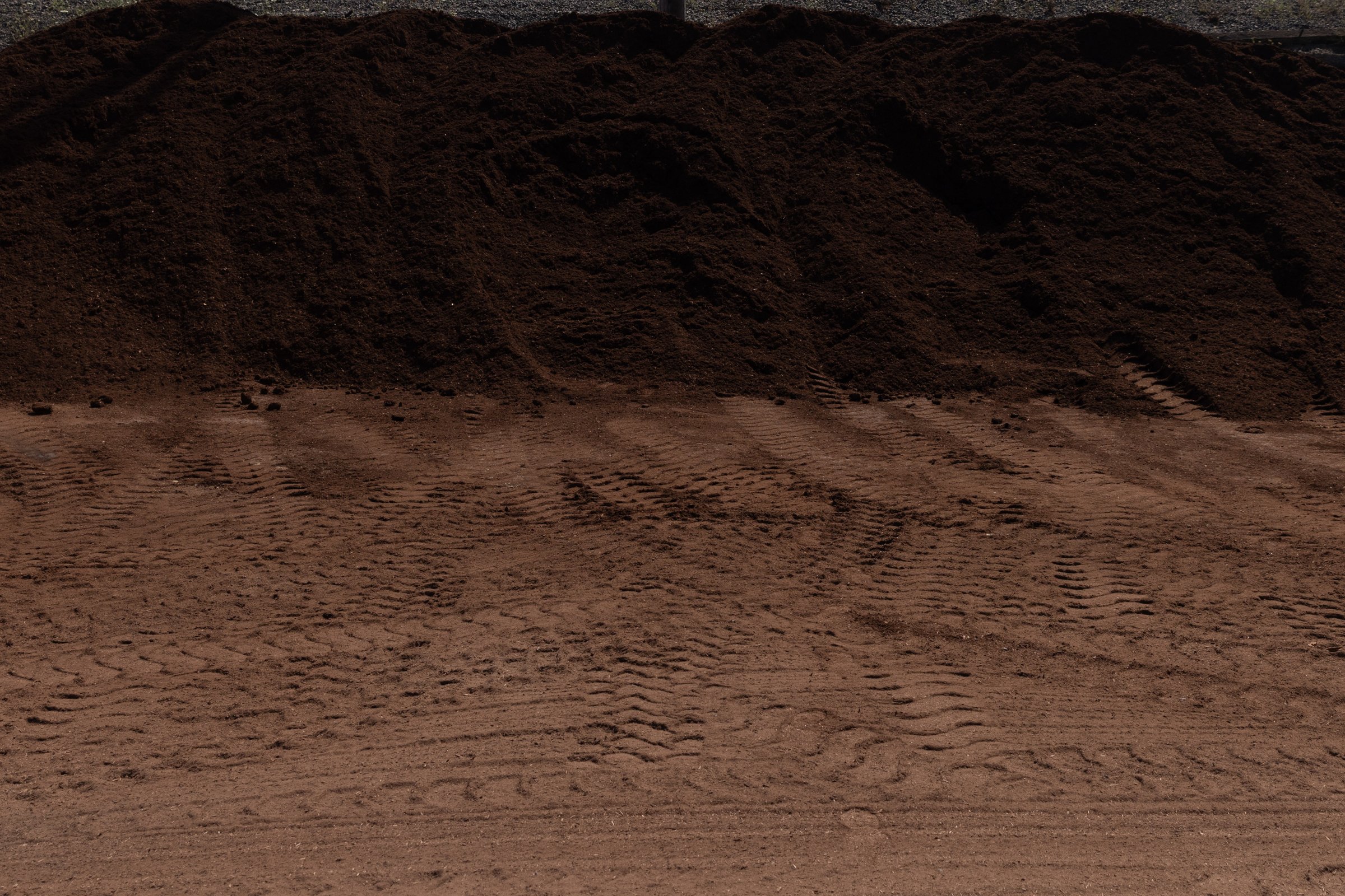 Hemlock — photo 2