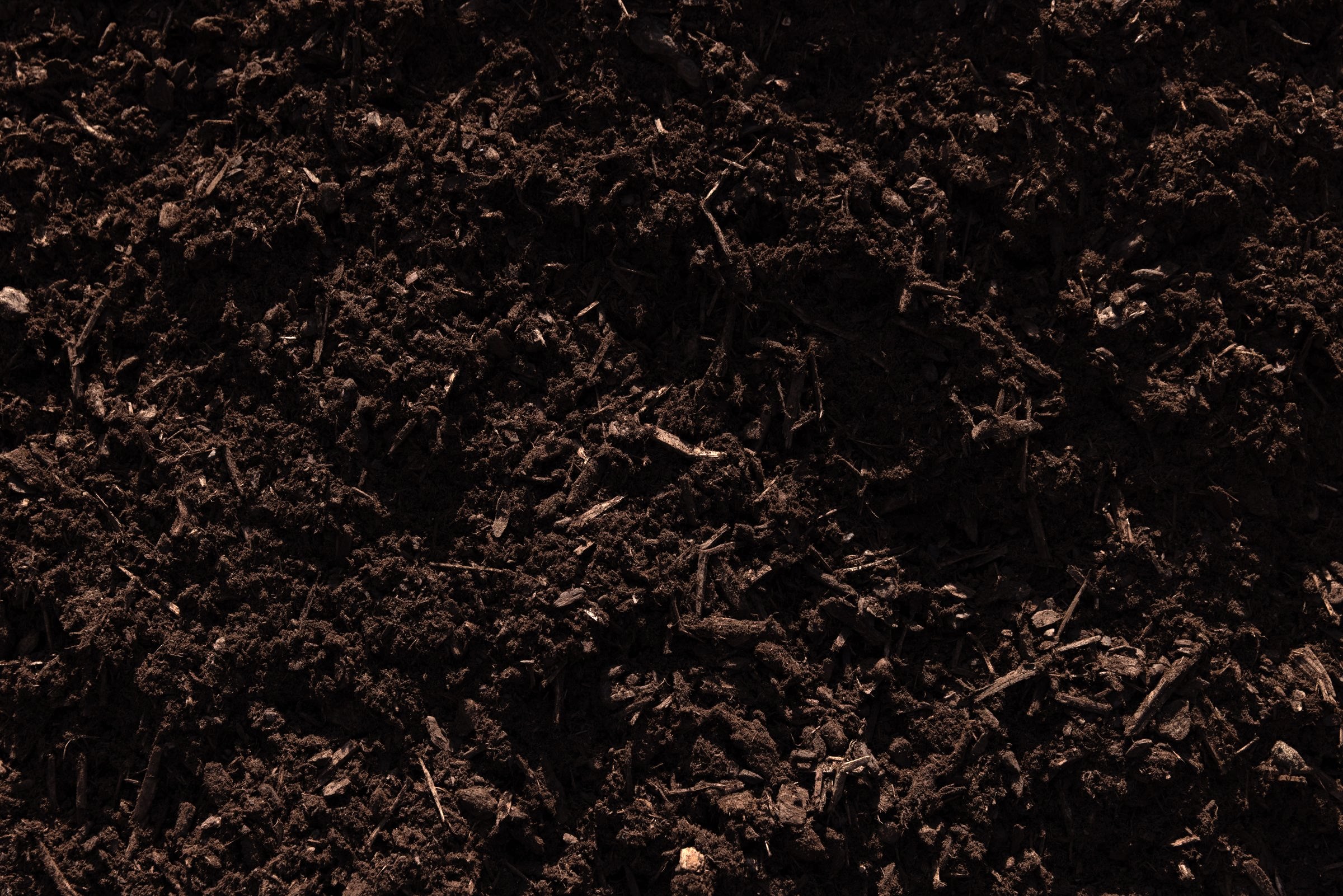 Red Fir — photo 6