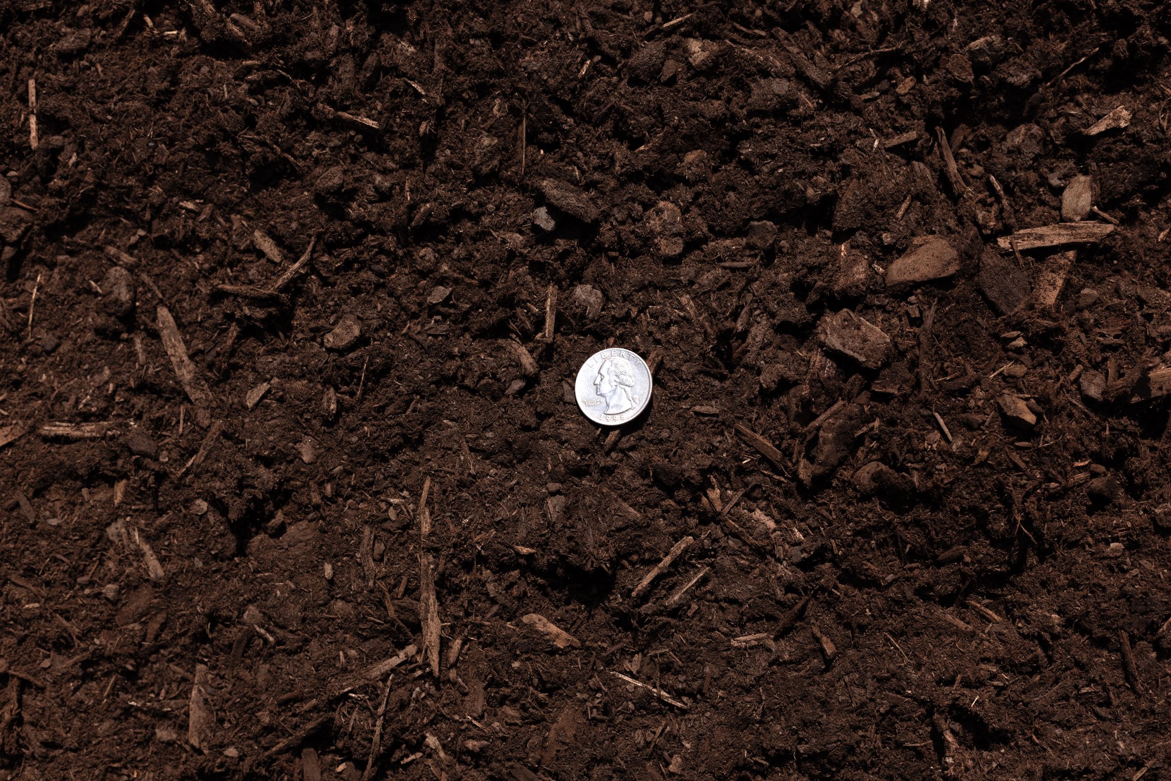 Red Fir — photo 4