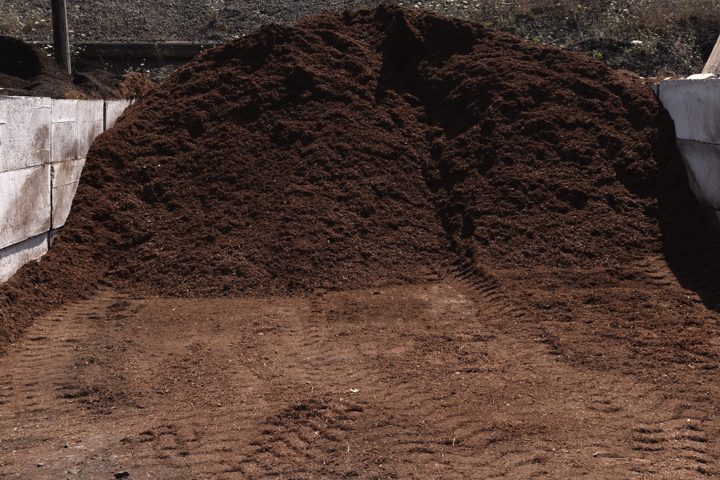 Red Hemlock — photo 3