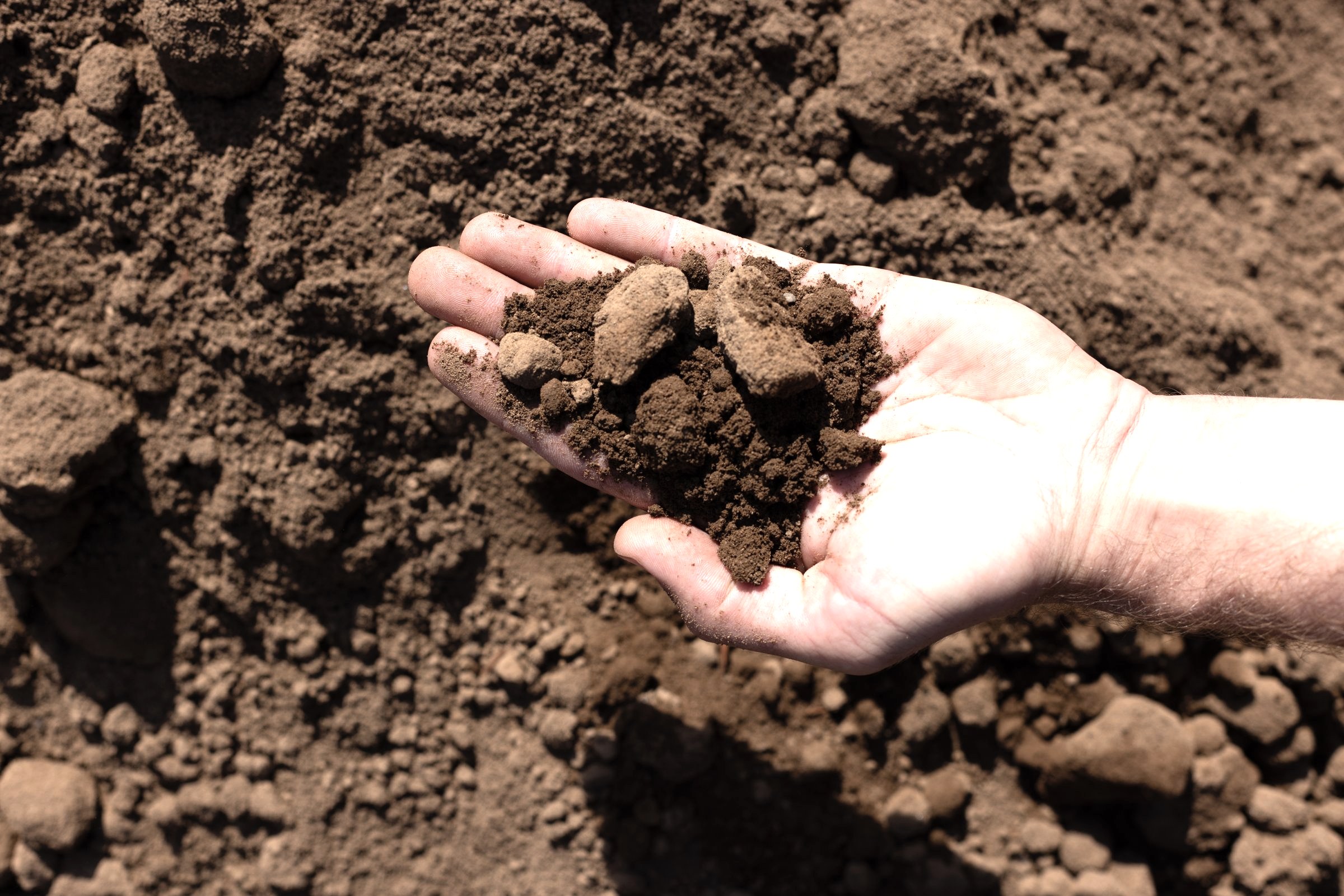 Sandy-loam Topsoil