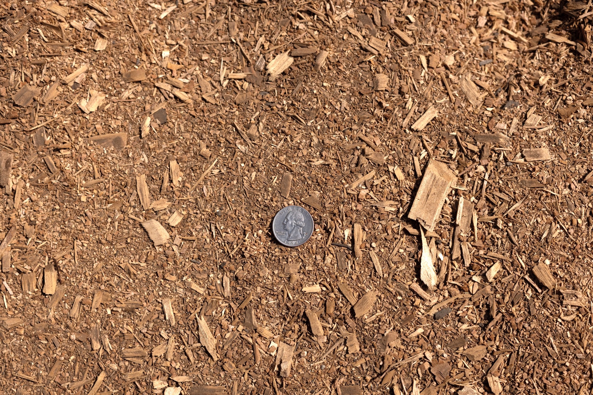 Sawdust — photo 4