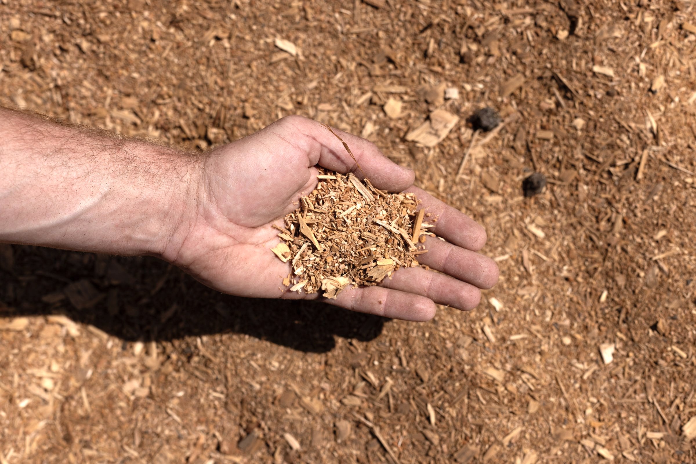 Sawdust