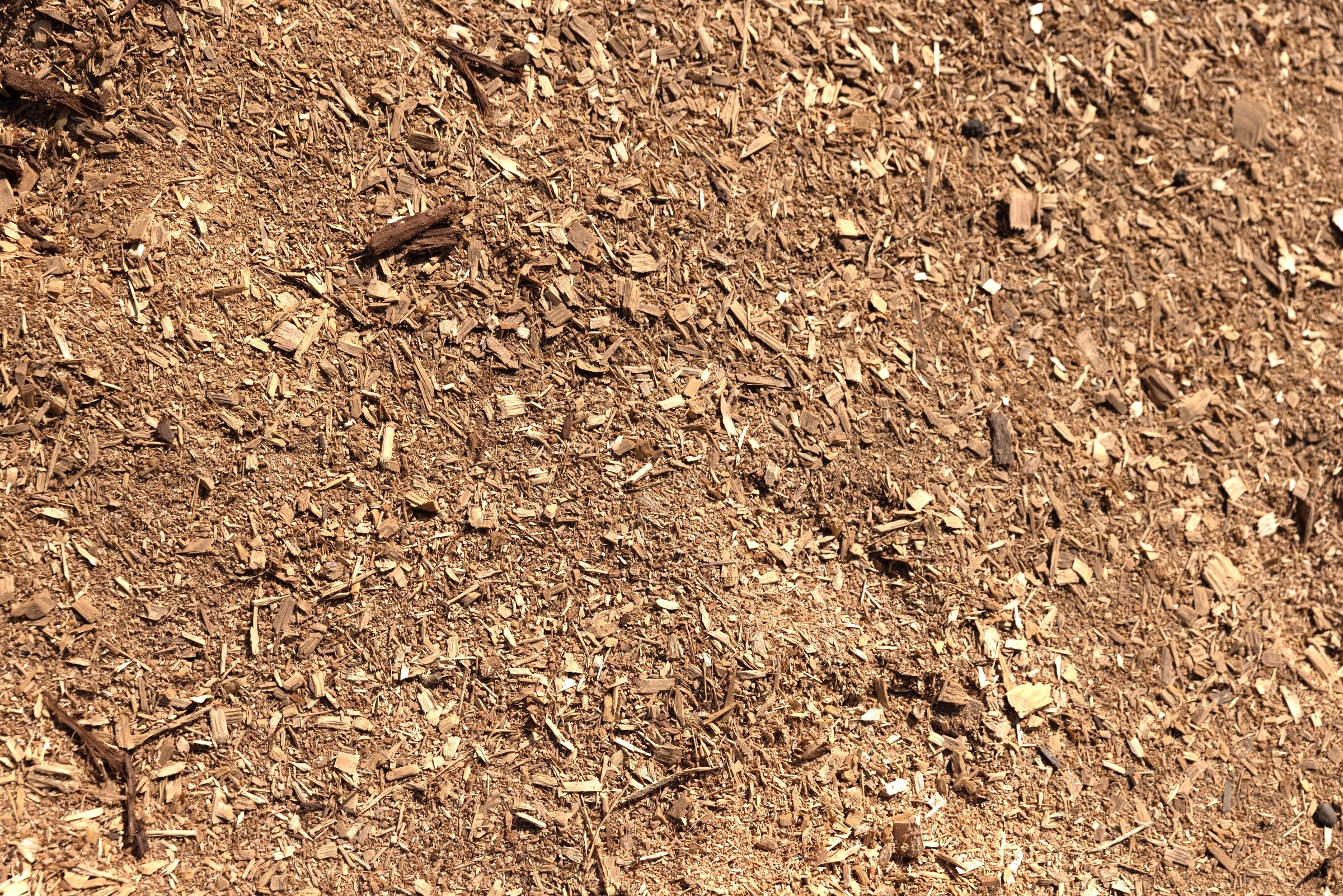Sawdust — photo 6