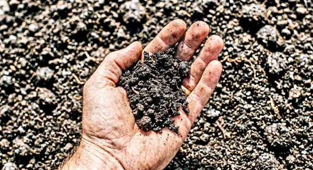 Black Dirt