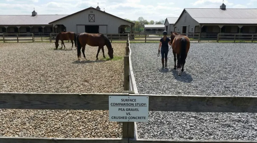 Horse paddock with different surface materials comparison