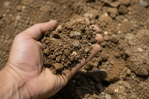 What Is Fill Dirt Used For? A Homeowner's Guide