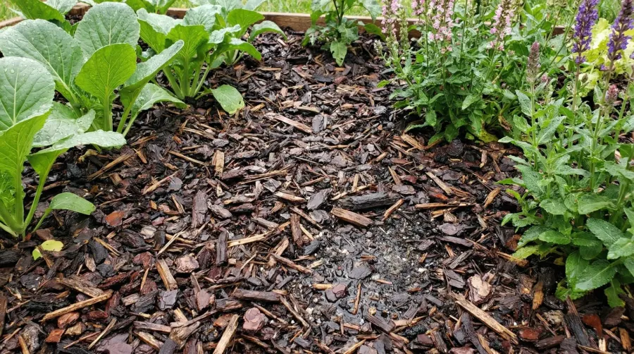 Organic mulch around plants showing moisture retention