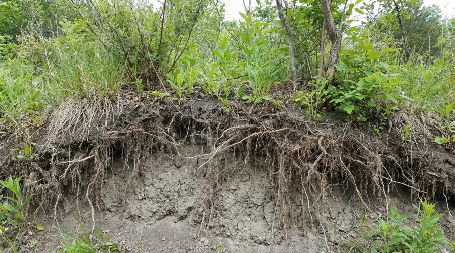 Established vegetation growing over compacted fill dirt showing root system protection