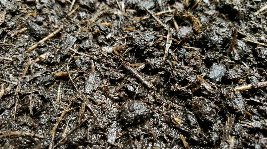 Close-up of dark muck soil with high organic matter content