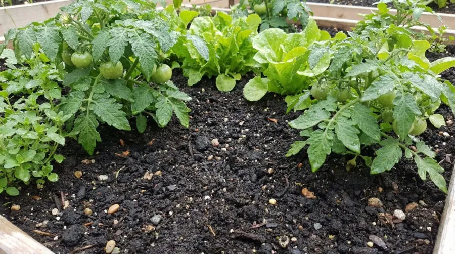 Black dirt being used in a garden bed with healthy plants