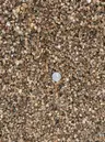 Pea Gravel 5/16" thumbnail 2
