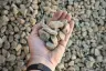 Valentine Gold (Palomino) Stone thumbnail 3