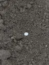Sandy Soil Mix thumbnail 2