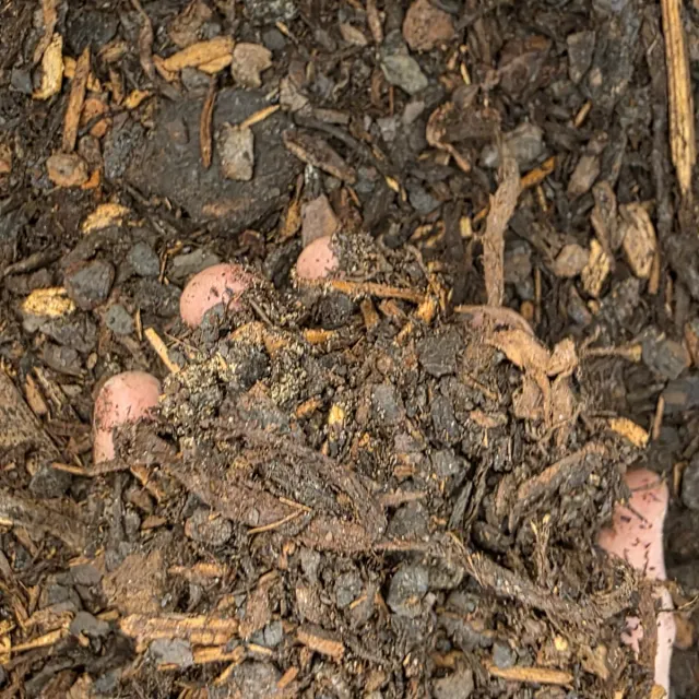 Pine Bark Mulch — photo 3