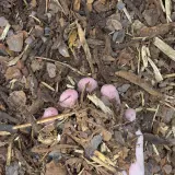 Playground Mulch thumbnail 4