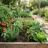 Garden Soil thumbnail 5
