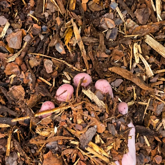 Playground Mulch — photo 4