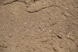 Screened Loam (1/2" Minus) thumbnail 3