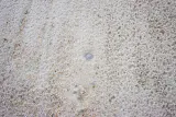 White Mason Sand thumbnail 1
