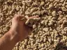 Drain Rock thumbnail 3