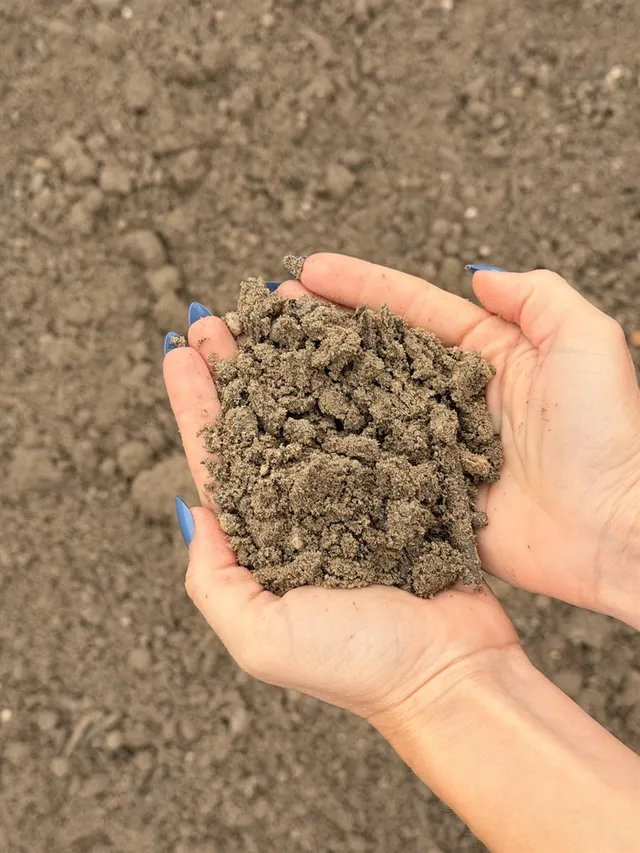 Sandy Soil Mix — photo 3