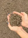 Sandy Soil Mix thumbnail 3