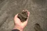 C33 Sand thumbnail 3