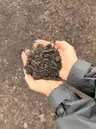 Bella Flora Potting Mix thumbnail 3