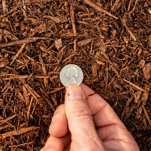 Chocolate Hardwood Mulch — photo 3