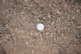 Table Mesa 3/8" thumbnail 3
