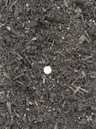 Bella Flora Potting Mix thumbnail 2