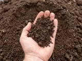 Topsoil thumbnail 1