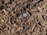 Shredded Black Mulch thumbnail 3
