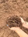 Aromatic Cedar Mulch thumbnail 2