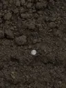 Topsoil thumbnail 2