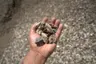 1 1/2" Hardpac thumbnail 3