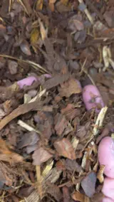 Playground Mulch thumbnail 2