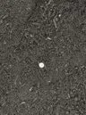 Lawn & Garden Soil thumbnail 2