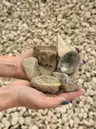 River Rock Brazos 1-3" thumbnail 3