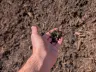 Shredded Black Mulch thumbnail 2