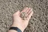3/8" Natural Pea Gravel thumbnail 6