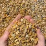 Golden Pea Gravel thumbnail 4