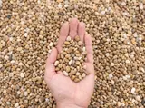 3/8" Natural Pea Gravel thumbnail 1