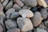 River Rock thumbnail 3