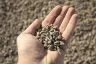 3/8" Natural Pea Gravel thumbnail 7