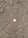 Common Fill thumbnail 2